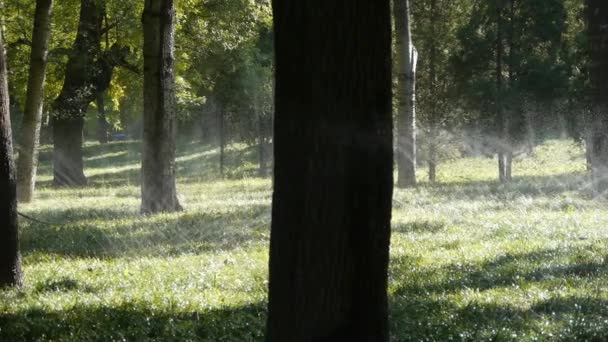 Spray de água de grama na floresta madeiras tronco, luz do sol no fundo do gramado fundo. — Vídeo de Stock