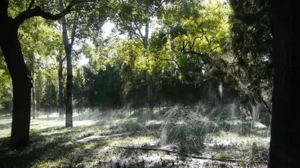 Aerosol de agua de hierba en bosque de troncos, sol sobre fondo de césped. — Vídeo de stock