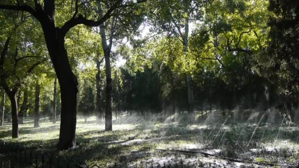 Spray de água de grama na floresta madeiras tronco, luz do sol no fundo do gramado fundo. — Vídeo de Stock