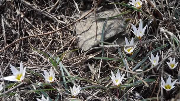 Bílá wildflower houpačka ve větru. — Stock video