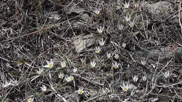 Balançoire de fleurs sauvages blanches dans le vent . — Video