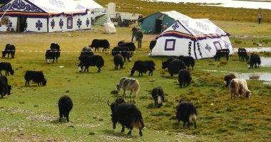 4 k Tibet çoban çadırın xizang Yaylası, inek ve koyun sürüsü.