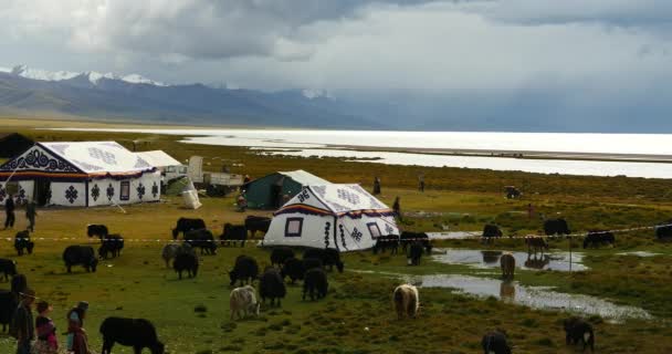 China-Oct 12, 2016: 4k nubes rodando sobre el lago Tíbet namtso, tienda de pastores, un grupo de vacas . — Vídeos de Stock