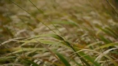 Rüzgar, vahşi sallayarak hızıyla uzun kuru ot.