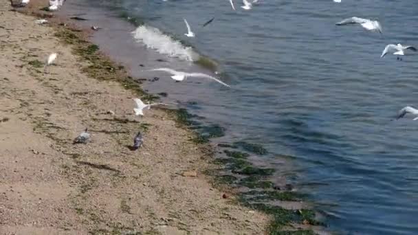 Seagull vliegen in zee. — Stockvideo