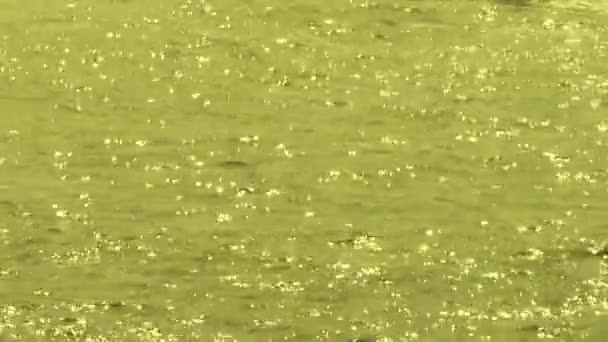 Golden sea ocean wave & glans ljus. — Stockvideo