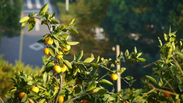 Апельсины созревают на дереве в роще на горном фоне . — стоковое видео