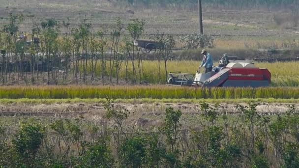 China-Sep 12,2016: Agricultor cosechando trigo con una cosechadora en el campo . — Vídeos de Stock