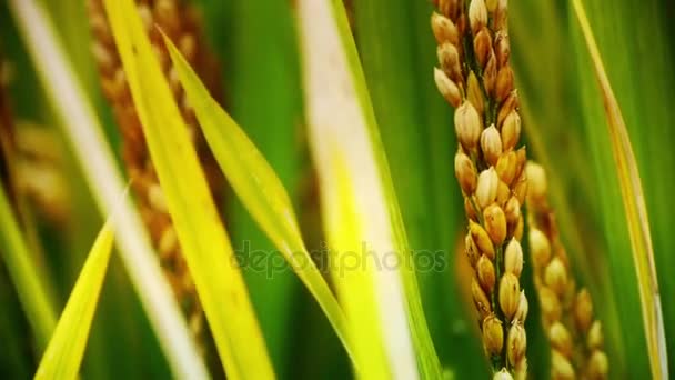 Close-up de asiático arroz dourado paddy no vento, esperar para a colheita . — Vídeo de Stock