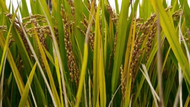 Close-up van Aziatische gouden rijstveld in wind, wachten op de oogst. — Stockvideo