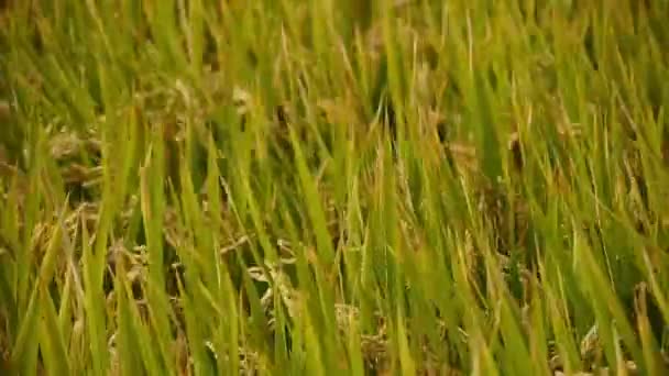 Arroz dorado asiático arrozal en el viento, esperar a que la cosecha . — Vídeos de Stock