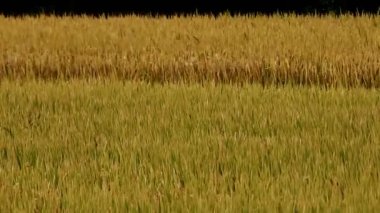 Asya altın çeltik Rüzgar, hasat için bekleyin.