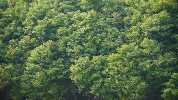 balançoire forestière dans le vent .