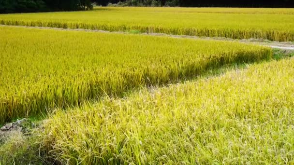 Asiático arroz paddy dourado, esperar pela colheita . — Vídeo de Stock