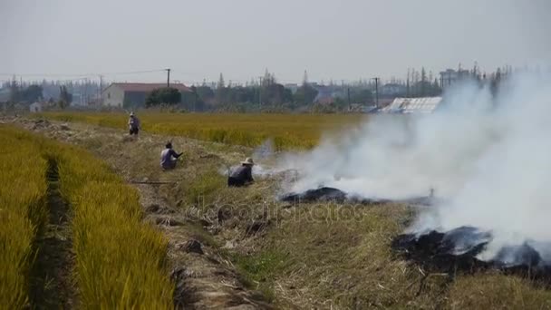 Chiny-Sep 12, 2016:Farmers spalania słomy na polach, Chiny, — Wideo stockowe