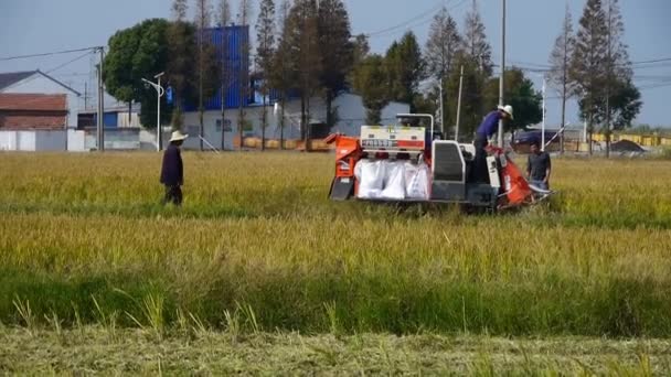 Chiny-Sep 12, 2016:Farmers pracy kombajnu, Asian złoty ryż niełuskany, czekać na zbiory. — Wideo stockowe