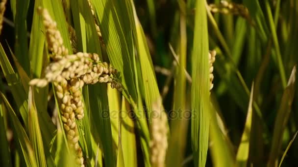 riz doré asiatique paddy, attendre la récolte .