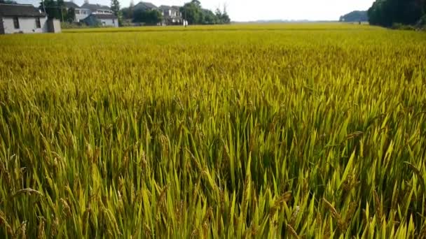 Arroz de arroz dorado asiático, espera la cosecha . — Vídeo de stock