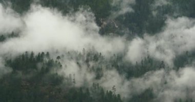 sabah sis çam ağaçları, Bomi İlçesi Tibet'te yükselen 4 k dağ sis.