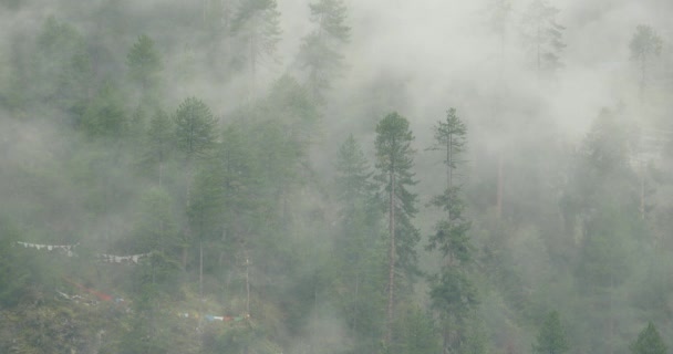 朝、霧の松の木、チベットの Bomi 郡 4 k 山霧. — ストック動画