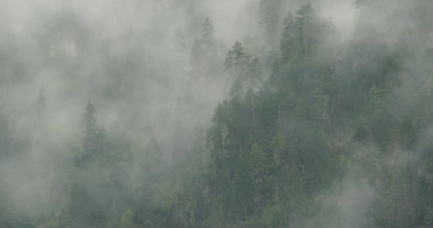 4 k βουνό ομίχλη ανατέλλει το πρωί, ομίχλης πεύκα, Bomi County στο Θιβέτ. — Αρχείο Βίντεο