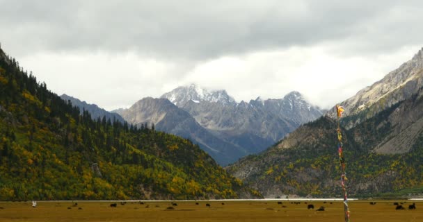 Drapeau 4k dans le vent sur la prairie, masse de nuages roulant sur les montagnes de neige au Tibet — Video