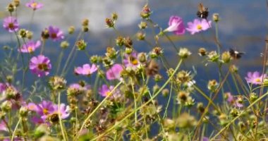4 k evren bipinnatus (Bahçe Cosmos) Rüzgar, bulut yansıtan su yüzeyine.