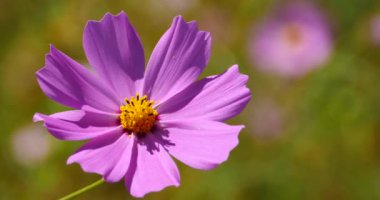 4 k closeup evren bipinnatus (Bahçe Cosmos) Rüzgar.