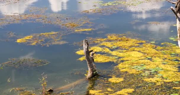 4k verdorrt im Wasser, Berg & Wolke spiegeln sich auf dem See, erhai dali, China. — Stockvideo