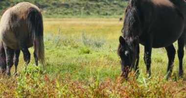 4 k at otlatma otlak, shangri-la yunnan, Çin.
