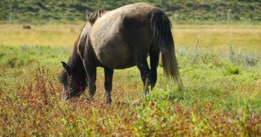 4 k at otlatma otlak, shangri-la yunnan, Çin.