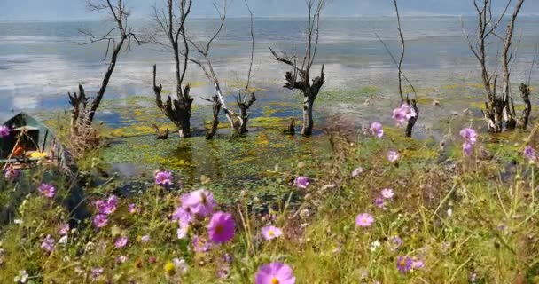 4k rose cosmos bipinnatus, flétri dans l'eau, la montagne et les nuages réfléchissent sur le lac . — Video
