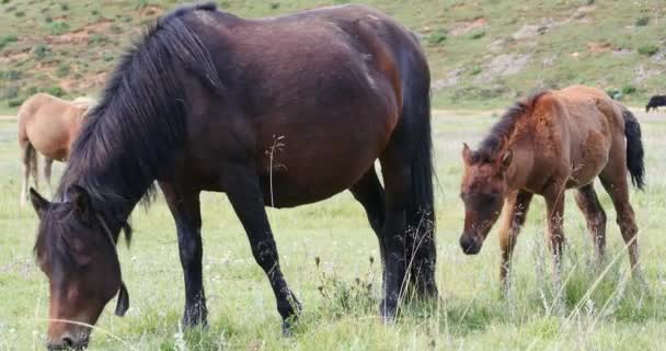 4 k paard grazen op het grasland, shangri-la yunnan, china. — Stockvideo