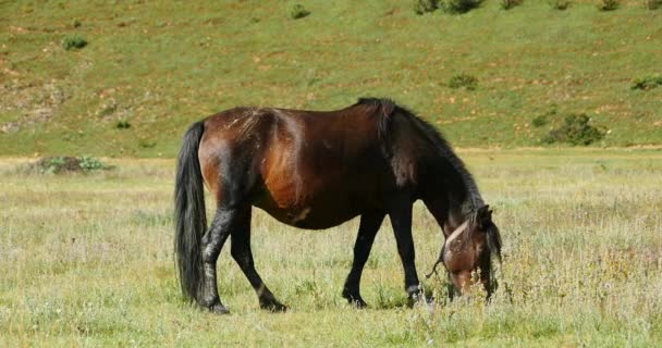 4 k paard grazen op het grasland, shangri-la yunnan, china. — Stockvideo