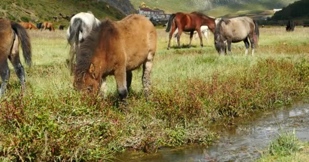 4 k horse legeltetés a legelőn, shangri-la yunnan, Kína. — Stock videók