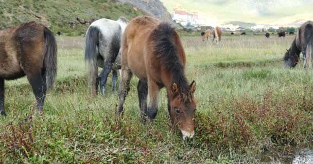 4 k paard grazen op het grasland, shangri-la yunnan, china. — Stockvideo