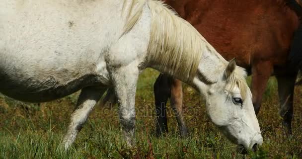 4 k paard grazen op het grasland, shangri-la yunnan, china. — Stockvideo