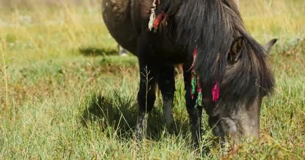 4k horse grazing on the grassland,shangri-la yunnan,china. — Stock Video