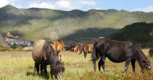 4 k 马放牧对草地，香格里拉 — — 云南，中国. — 图库视频影像