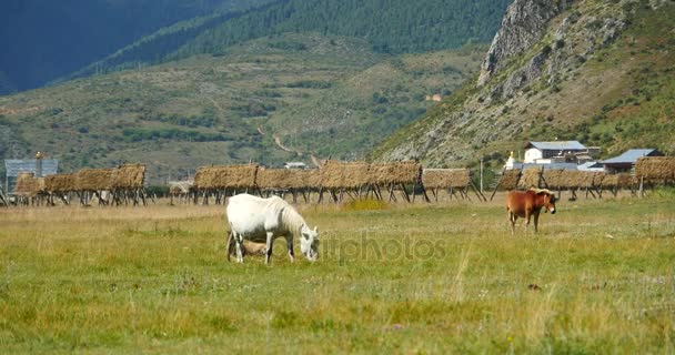 4k pâturage à cheval sur la prairie, shangri-la yunnan, Chine . — Video