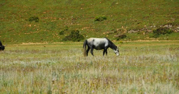 4 k paard grazen op het grasland, shangri-la yunnan, china. — Stockvideo