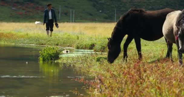 4k cavallo al pascolo sul prato, shangri-la yunnan, Cina . — Video Stock