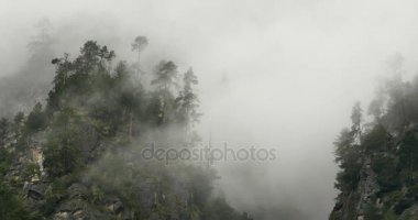 sabah, yükselen 4 k dağ sis sis ağaçlar, Bomi İlçesi, tibet.