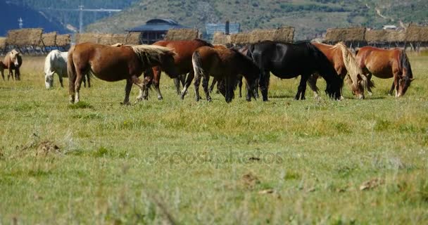 4 k horse legeltetés a legelőn, shangri-la yunnan, Kína. — Stock videók