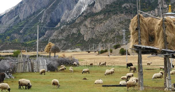 4k moutons pâturent dans la prairie, nuages masse roulant sur les montagnes de neige au Tibet . — Video