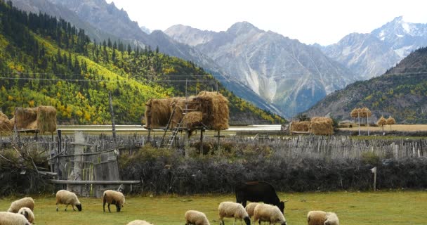 4k ovejas pastan en la pradera, nubes rodando sobre montañas de nieve en el Tíbet . — Vídeos de Stock