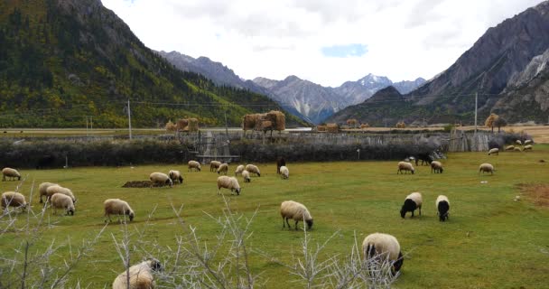 4k Schafe grasen auf der Prärie, Wolkenmassen wälzen sich über Schneeberge in Tibet. — Stockvideo