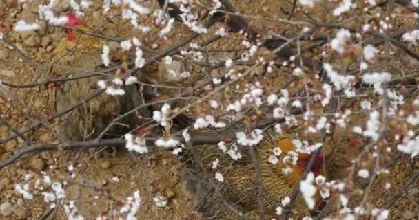 4k gallinas bajo el árbol de flores de cerezo . — Vídeos de Stock