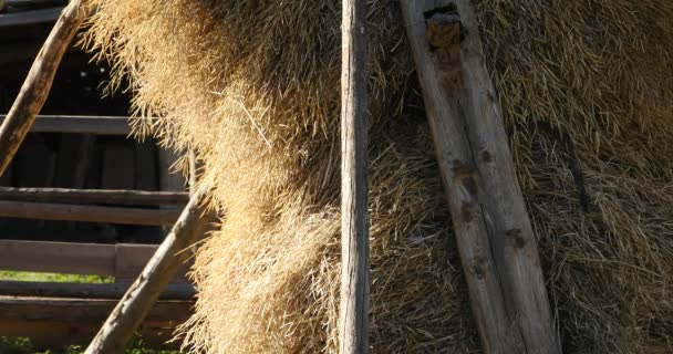 4k haystack,tibet china. — Stock Video