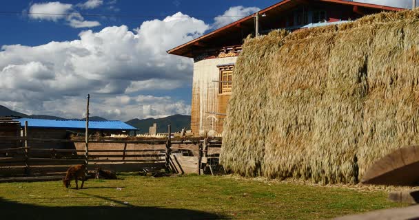 4k Forraje de invierno y vaca en casa y patio del Tíbet, nube blanca en el cielo . — Vídeos de Stock